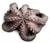 POLIPI T5 FAO 34 MAROCCO (1200/1500)SPORCHI